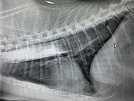 Highlighting oesophageal overseas our bodies on radiographs