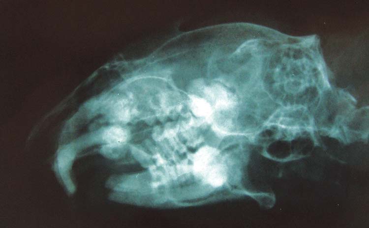 Figure 3. Oblique left lateral view of skull of a Richardson’s ground squirrel with respiratory compromise showing four elodontomas associated with each incisor apex.