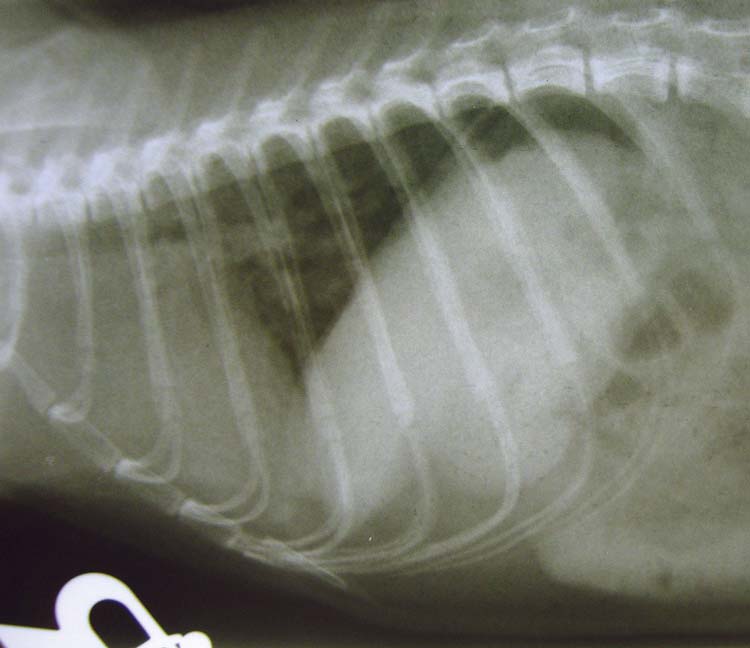 Figure 4. Right lateral radiographic view showing mild changes associated with early bacterial pneumonia in a prairie dog. The soft tissue density cranial to the heart is common as a result of adipose tissue deposits.