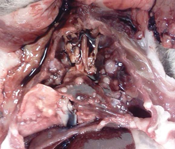 Figure 5. Pulmonary metastases of hepatic carcinoma identified at postmortem and confirmed histologically in a Richardson’s ground squirrel euthanised for acute, severe dyspnoea.