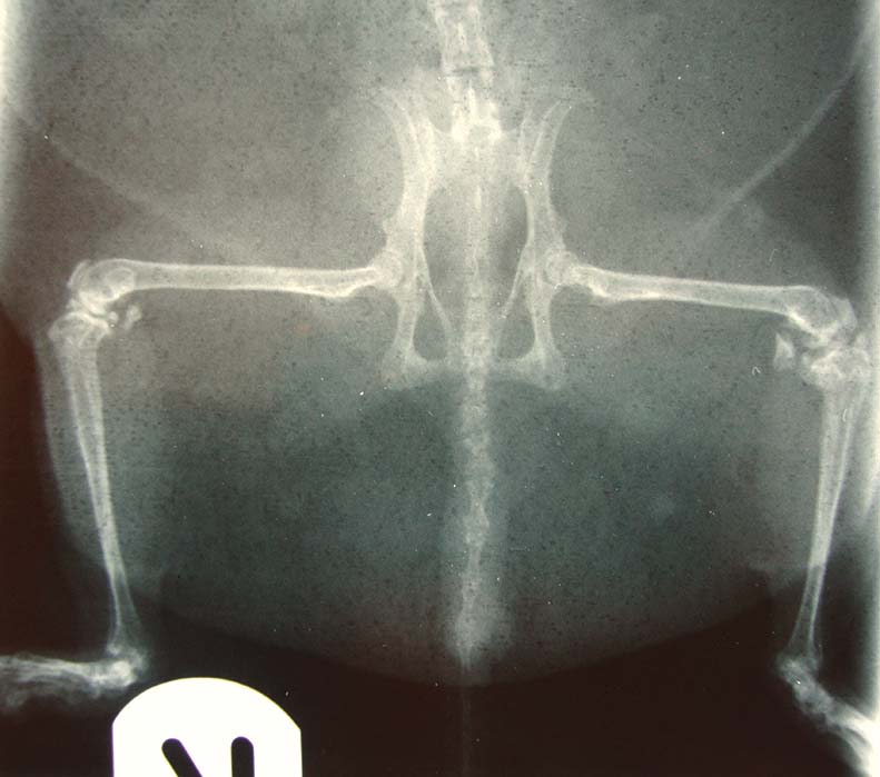 Figure 6. Bilateral new bone formation associated with lameness and reduced stifle range of movement in an elderly Richardson’s ground squirrel.