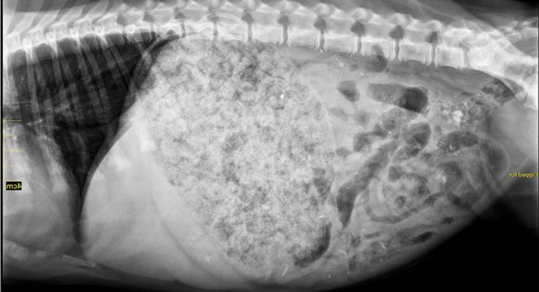 Food bloat in dogs