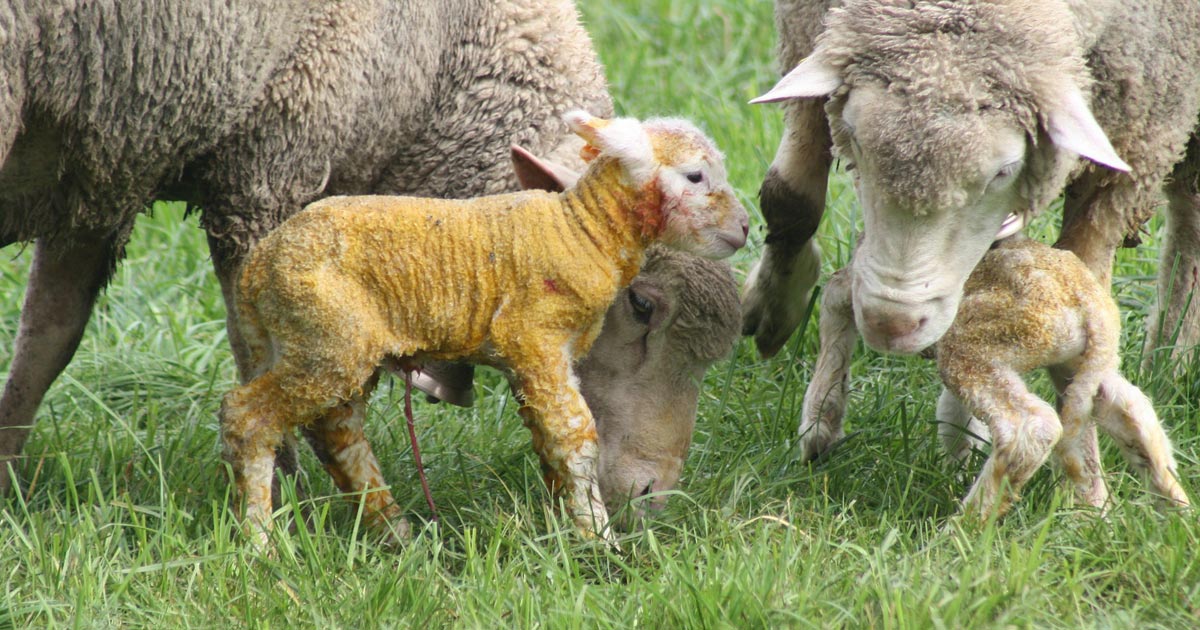 Service seeking sheep students for lambing season | Vet Times Service seeking sheep students for lambing season | Vet Times