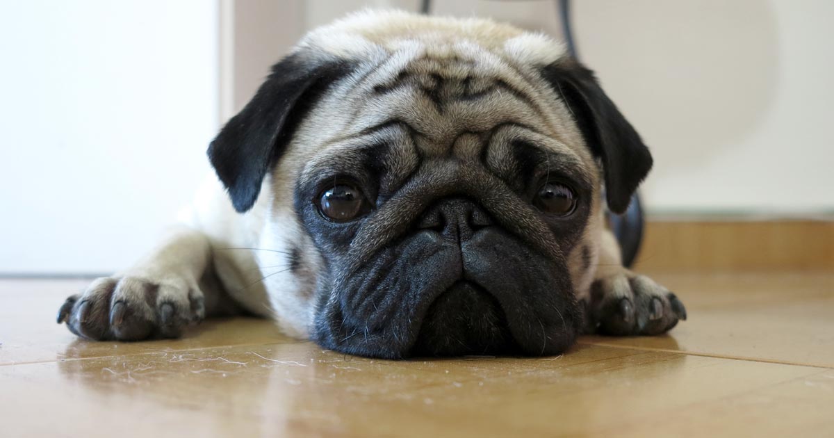 Pug sales down syndrome