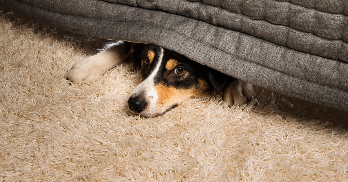 sileo gel for dogs