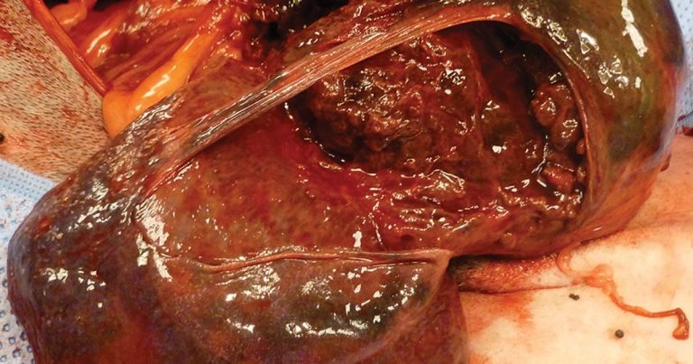 Splenectomy cases in dogs and cats Vet Times