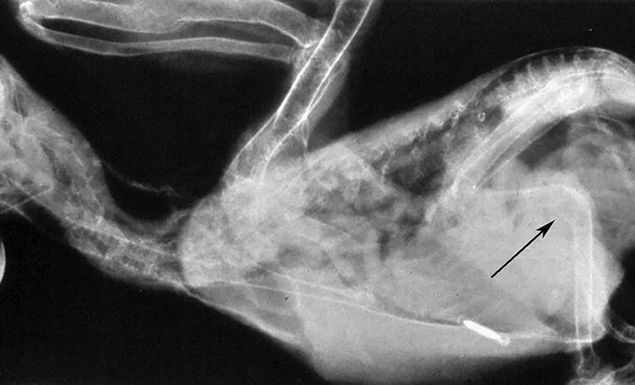 Figure 2b. In these birds, pathological fractures of the spinal column and long bones may often be seen, as shown in the radiograph.