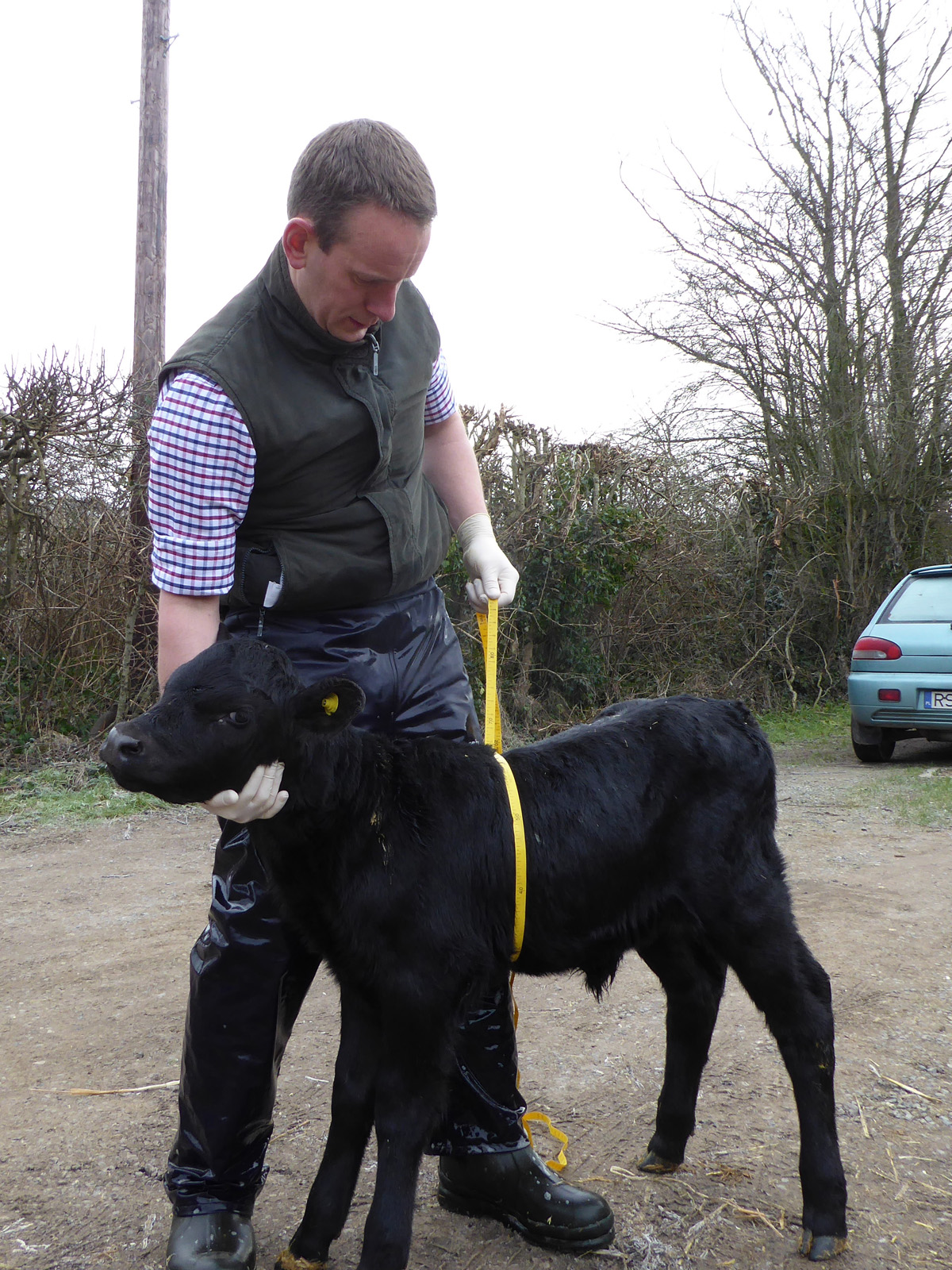 Figure 4. Weighing a calf using a weigh tape.