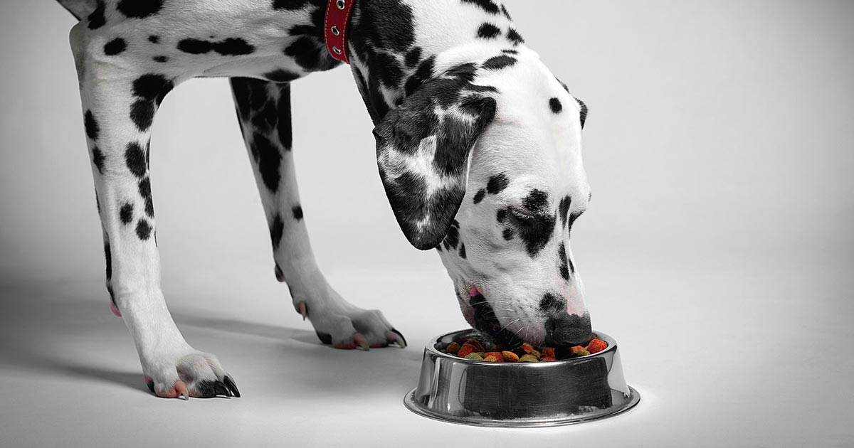 Dalmation eats. IMAGE: Fotolia/fserega.