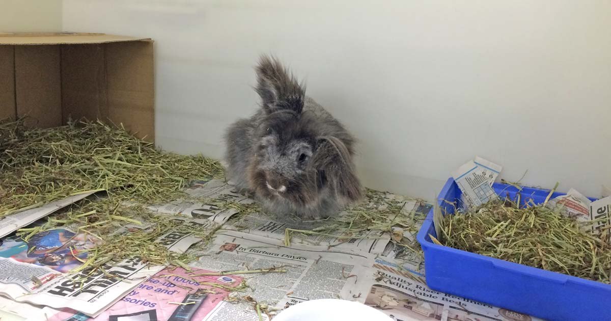 Figure 2. The kennel should be adequately furnished to provide a comfortable, stress-free environment for the rabbit patient.