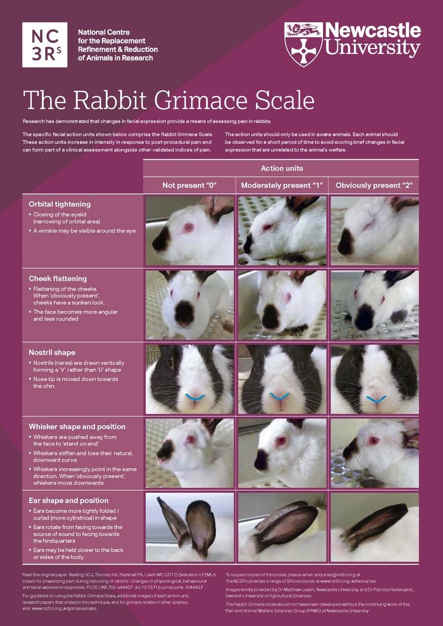 Figure 3. The rabbit grimace scale. Image: NC3Rs, Newcastle University.
