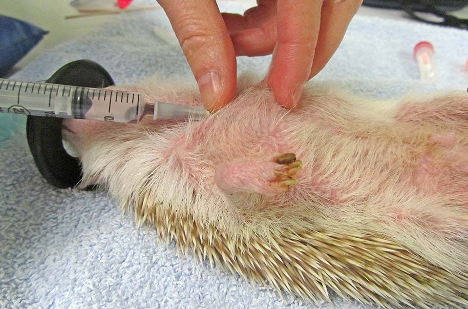 Figure 10. The same technique used for cranial vena cava blood collection in ferrets can be used in hedgehogs.