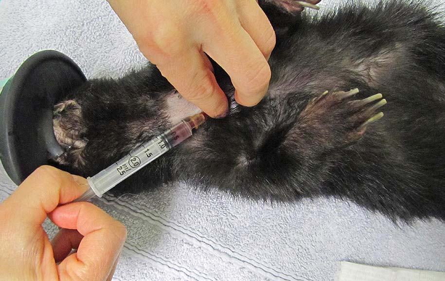 Figure 9. The same technique used for cranial vena cava blood collection in ferrets may be used in skunks.