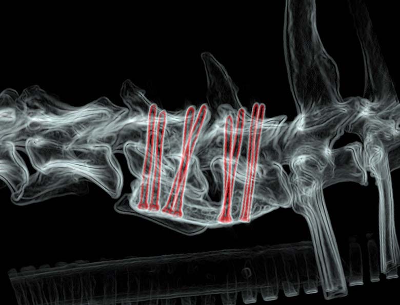 Figure 6b. Sagittal postoperative CT scan images (3D rendering with implants highlighted in red) of the neck of a dog with wobbler syndrome treated by ventral stabilisation using titanium screws and bone cement.