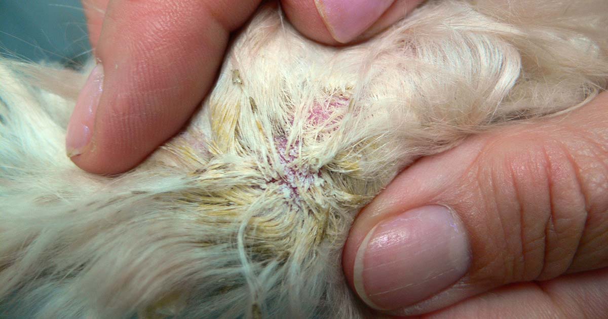 Figure 1. Hairs with adherent keratin and follicular material in a case of demodicosis.