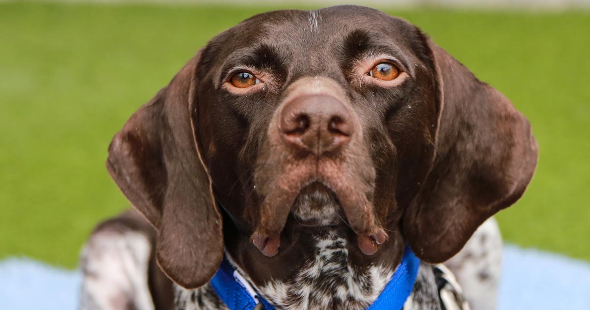 Dog with severely bowed legs learns to walk again Vet Times