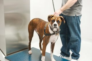 With slower, more subtle or insidious weight changes over time having the potential to be overlooked, a patient’s weight should be recorded at every vet visit. IMAGE: Fotolia/aspen rock.
