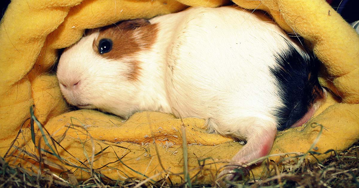 Мини морская свинка. Лапа морской свинки. Лапа морской свинки. Лапа морской свинки. Морской хомяк.