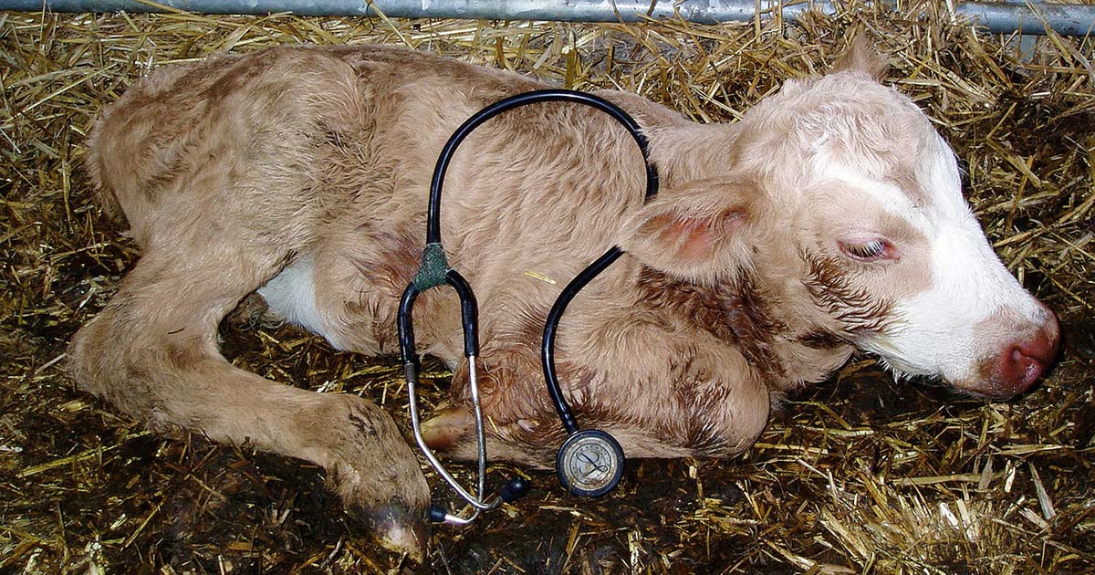 Latest cattle vaccination updates and protocols Vet Times