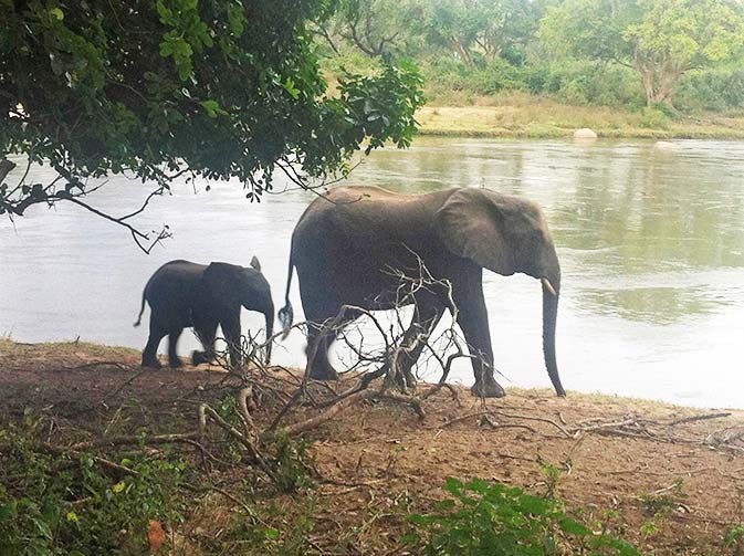 Elephants were among animals to be found on safari at Majete Wildlife Reserve.