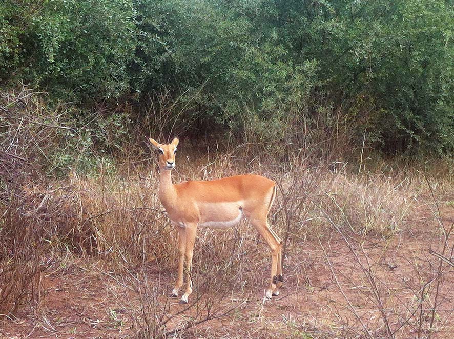 Impala were found on safari at Majete Wildlife Reserve.