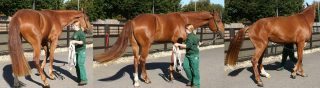 Figure 1. This horse had profound back pain and showed marked discomfort from lateral bending of the thoracolumbar spine when turned in small circles. Note the abnormal posture due to the thoracolumbar region being held stiffly in flexion, the outside hindlimb being placed to the outside of the circle, in an attempt to evade bending of the back, and the tail swishing.