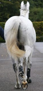 Figure 2. This horse has right hindlimb lameness. When trotted in a straight line it travelled on three tracks, with the hindquarters to the left. Diagnostic analgesia abolished the lameness and the horse trotted on two tracks.