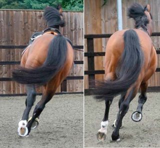 Figure 3a. This horse is being lunged to the right on a soft surface. The image on the left was acquired before diagnostic analgesia was performed. The horse leaned into the circle with its body and the right hindlimb crossed underneath the trunk during protraction. The image on the right was taken following diagnostic analgesia and abolition of hindlimb lameness. The horse was much more balanced and did not lean into the circle as much. The right hindlmb did not cross underneath the trunk.