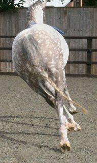 Figure 3b. This image is of a horse being lunged to the left on a soft surface. The horse leaned into the circle with its body. The left hindlimb crossed underneath the trunk during protraction, reflecting left hindlimb lameness. The horse was also looking out of the circle. Following diagnostic analgesia and abolition of lameness, these alterations in gait were not seen when the horse was re-evaluated under the same circumstances.