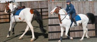 Figure 4. These images are of the same horse, taken on the same day. In the image on the left, the horse was being lunged to the right on a soft surface. The horse was forward-going and willing, and had its ears forward. It was leaning in with the body and looking out of the circle. The image on the right is of the horse being ridden. The horse was markedly less forward-going, above the bit, swishing its tail, held its ears flat backwards and showed its sclera. This evasive behaviour reflected an exacerbation of pain during ridden exercise. Lameness was most obvious under this circumstance.