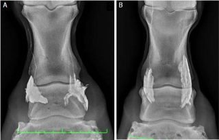 Figure 5. Dorsopalmar radiographs of two front pastern regions (lateral is to the right). The radiograph in 5a was acquired following injection of 1.5ml contrast medium around the medial palmar digital nerve and 2.5ml contrast medium around the lateral palmar digital nerve at the level of the proximal aspect of the ungular cartilages. The distribution of contrast medium is localised around the main and palmar branches of the palmar digital nerves. The radiograph in 5b was acquired following injection of 1.5ml contrast medium around the medial palmar digital nerve and 2.5ml contrast medium around the lateral palmar digital nerve at 2cm proximal to the proximal aspect of the ungular cartilages. An elongated distribution of contrast medium is at this more proximal injection site compared with the distal site of injection in 5a. Note also an increased proximal diffusion around the lateral palmar digital nerve, around which the larger volume of contrast medium was injected. Image: Annamaria Nagy.