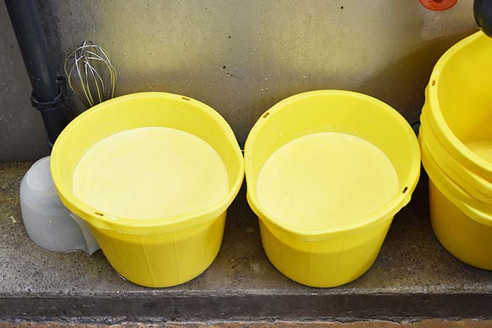 Figure 1. Buckets of freshly harvested colostrum.