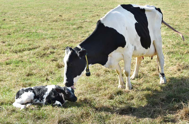 Figure 2. A newborn calf.