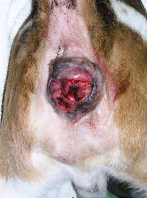 Figure 3. A beagle with lymphoma confined to the rectal mucosa and secondary rectal prolapse.