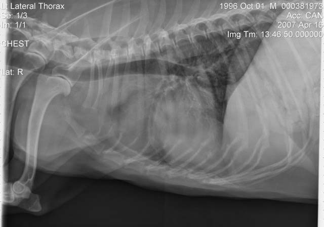 Figure 4a. Radiograph of a dog with mediastinal lymphoma (lateral view). Imaging allows diagnosis and monitoring of response to therapy in the absence of external disease.