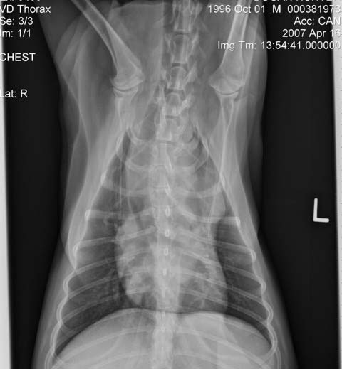 Figure 4b. Radiograph of a dog with mediastinal lymphoma (ventrodorsal view). Imaging allows diagnosis and monitoring of response to therapy in the absence of external disease.