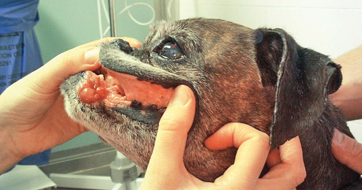 Figure 2. An example of localised oral mucocutaneous lymphoma.