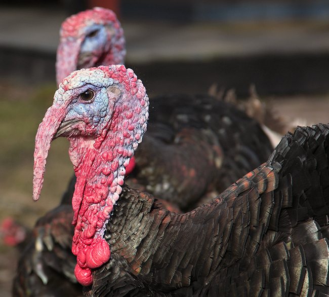 H5N8 Germany culls 77k poultry birds Vet Times