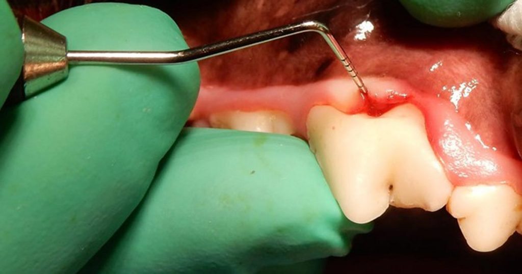 British Veterinary Dental Association Vet Times