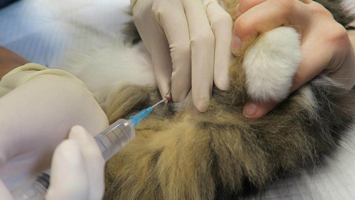 Urinary blockage in shop cats treatment