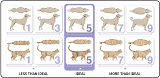 Figure 1. Body condition score charts for dogs and cats (courtesy of the WSAVA).