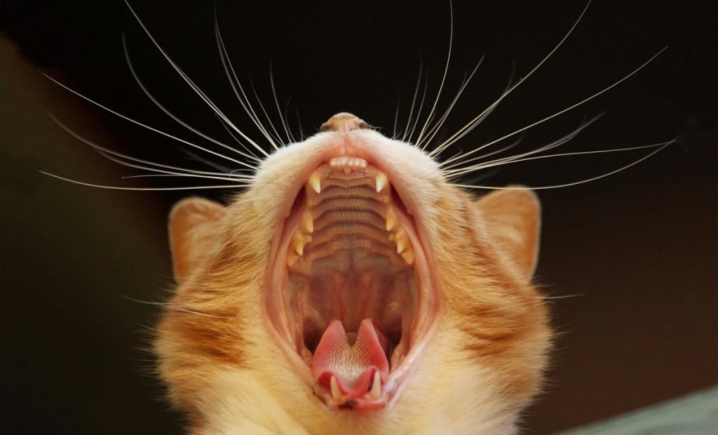 Cat teeth.