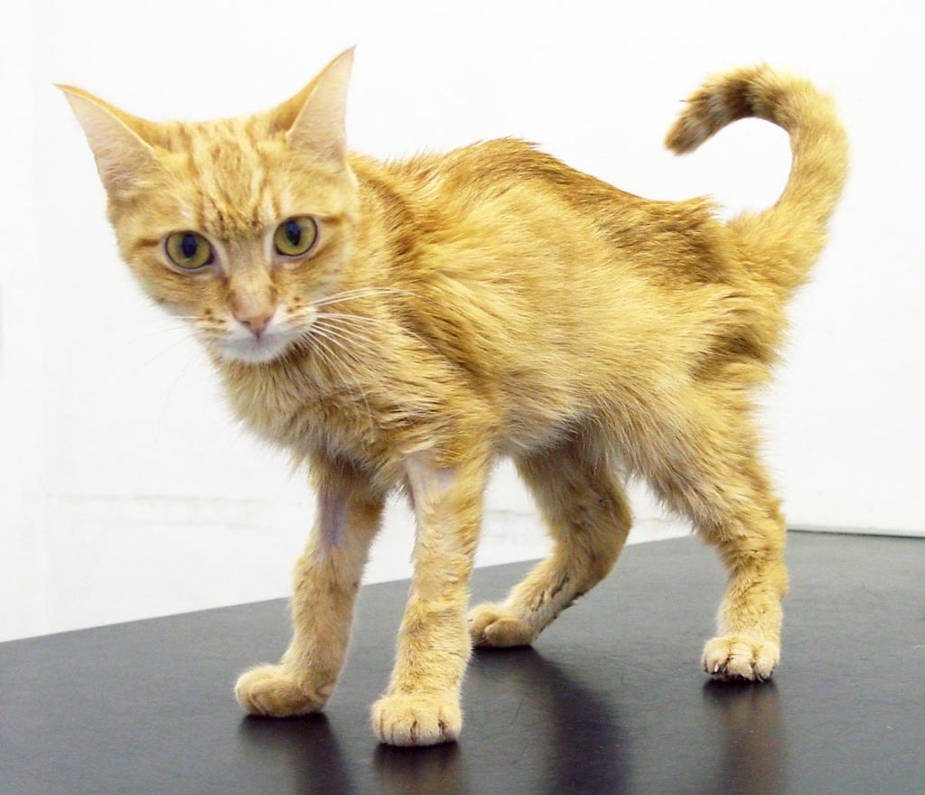 A thin hyperthyroid cat. 