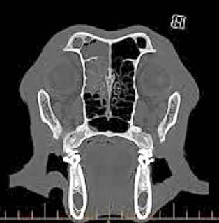 Figure 2. A CT scan is one of the best ways to evaluate dogs with nasal signs and is essential in accurately dosing nasal tumours with radiation therapy.