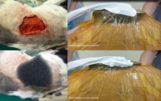 Figure 1. Wound on dorsal lumbar region of a dog. The vacuum-assisted closure system consists of an open-cell foam (400µm to 600µm pore) positioned directly onto the wound bed and covered with airtight dressing. Drainage tubing is connected between the foam and a portable negative pressure suction unit, which contains a single use canister to collect and store any wound fluid removed. When negative suction is applied, the foam visibly compresses. Image: © AHT.