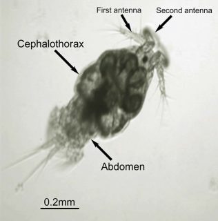 Figure 2. Unstained wet mount preparation of the ergasilid copepod Neoergasilus japonicus isolated from freshwater fish in south Wales.