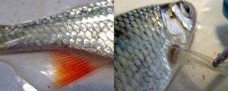 Figure 3. The anatomical location, and in situ appearance, of the ergasilid Neoergasilus japonicus. 3a: adult N japonicus spreading evenly along the base of the fish anal fin. 3b: pectoral fin with approximately three N japonicus at the base of the fin.