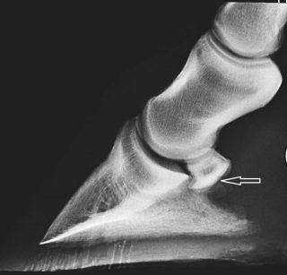 Figure 4. Lateromedial radiograph of a foot. The palmar compact bone of the navicular bone is markedly thickened (arrow). In some horses, this can be associated with lesions in the deep digital flexor tendon (Figure 5). However, this may also represent a form of primary navicular bone pathology.