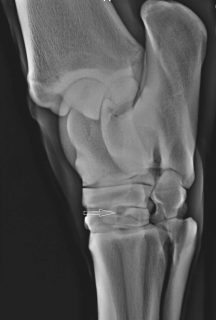 Figure 7. Dorsolateral-plantaromedial radiograph of a hock. An increased opacity exists in the region of the interosseous ligament of the centrodistal joint (arrow).