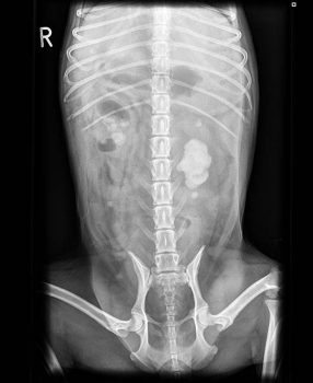 Figure 2. Dorsoventral abdominal radiograph at presentation. Image: University of Cambridge.